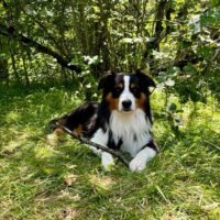 Wunderschöner Mini Aussie sucht neues, hundeerfahrenes Zuhause