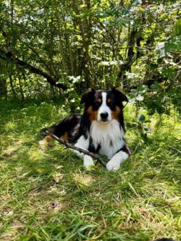 Wunderschöner Mini Aussie sucht neues, hundeerfahrenes Zuhause