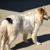 Matty 60 cm geb.04/2023