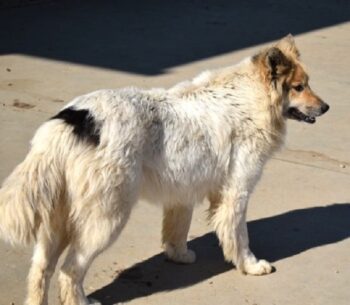 Matty 60 cm geb.04/2023