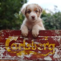 2 Australian Shepherd Welpen mit ASCA Papieren