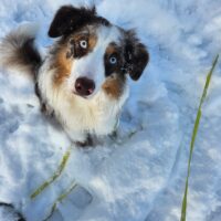 Zwei Jahre alter Red Merle sucht ein neues Zuhause