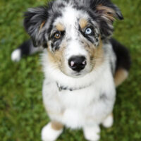 Toller Aussie Welpe Milo sucht neues Zuhause