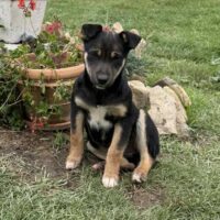 Luna, Hündin, Geb: Mitte Juni 2025, wird ca. 45 cm, keine Rute