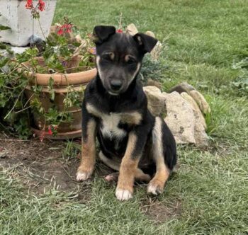 Luna, Hündin, Geb: Mitte Juni 2025, wird ca. 45 cm, keine Rute