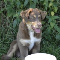 Australian Shepherd Welpe / Hündin / mit ASCA Pap. sucht ein verantwortungsvolles Zuhause