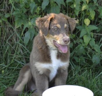 Australian Shepherd Welpe / Hündin / mit ASCA Pap. sucht ein verantwortungsvolles Zuhause
