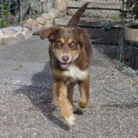 Welpe / Jungendliche Australian Shepherd Hündin mit ASCA Papieren sucht liebevolles Zuhause