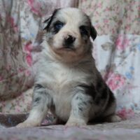 Toy/Mini Australian Shepherd