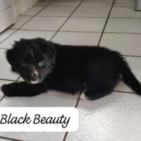 Toy/Mini Australian Shepherd