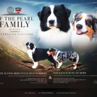 Australian Shepherd Welpen mit FCI/ÖKV Papiere