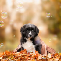 Black Bi Rüde "Taro"