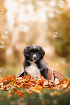 Miniaturansicht für das Anzeigenbild