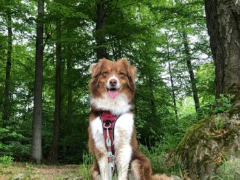Marla sucht ein neues liebevolles Zuhause