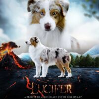 Australian Shepherd Deckrüde | ASCA oder FCI | Import Italien