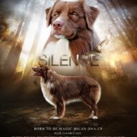 Australian Shepherd Deckrüde | Red Bi | ASCA oder FCI | Import Russland