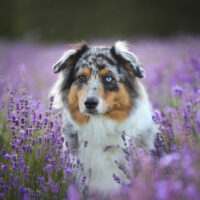 Wurfplanung Frühjahr/Sommer 2026 Black Tri und Blue Merle