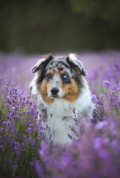 Wurfplanung Frühjahr/Sommer 2026 Black Tri und Blue Merle