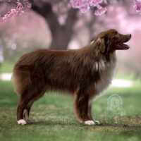 Australian Shepherd Deckrüde | Red Bi | ASCA oder FCI | Import Russland