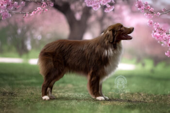 Australian Shepherd Deckrüde | Red Bi | ASCA oder FCI | Import Russland