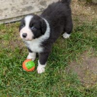 Reinrassige Australian Shepherd Welpen