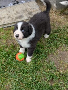 Reinrassige Australian Shepherd Welpen