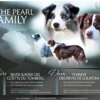 Australian Shepherd Welpen Showlinie mit FCI/ÖKV Papiere