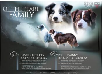 Australian Shepherd Welpen Showlinie mit FCI/ÖKV Papiere