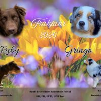 Australian Shepherd Wurfplanung Frühjahr 2026