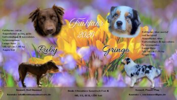 Australian Shepherd Wurfplanung Frühjahr 2026