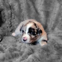 Australian Shepherd Welpen (ASCA)