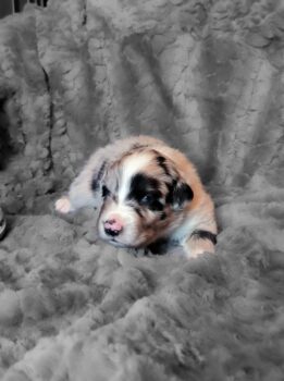 Australian Shepherd Welpen (ASCA)