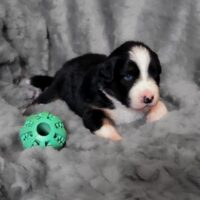 Australian Shepherd Welpen (ASCA)