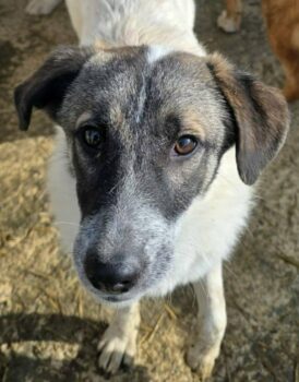 Noucky - geb. 03/2025