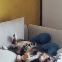 3,5 Jährige Aussie Hündin