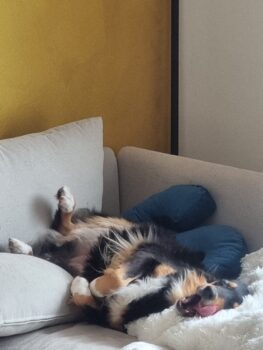 3,5 Jährige Aussie Hündin