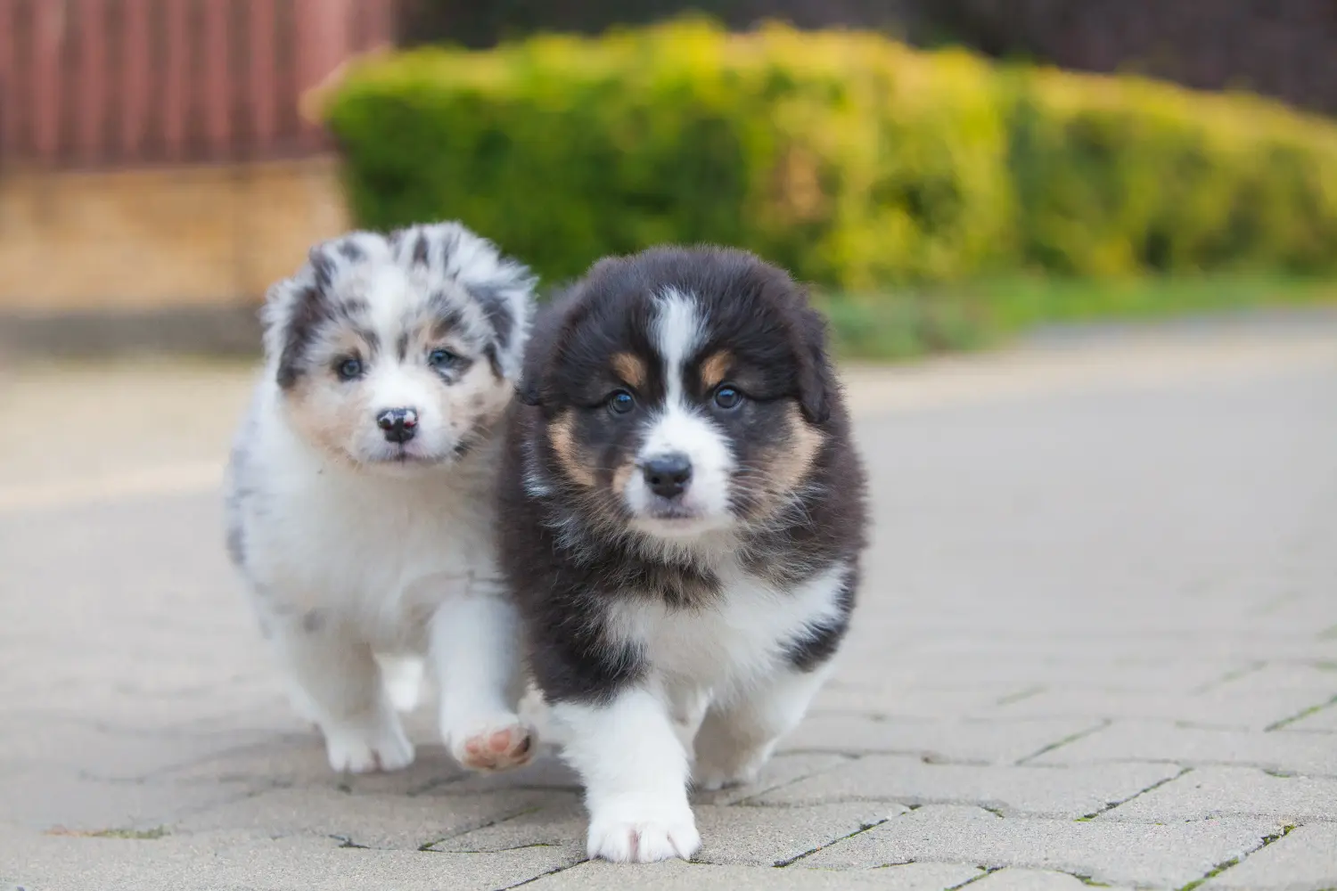 Einen Australian Shepherd Welpen zu kaufen, bedeutet Verantwortung zu übernehmen! Australian Shepherd Welpen kaufen.