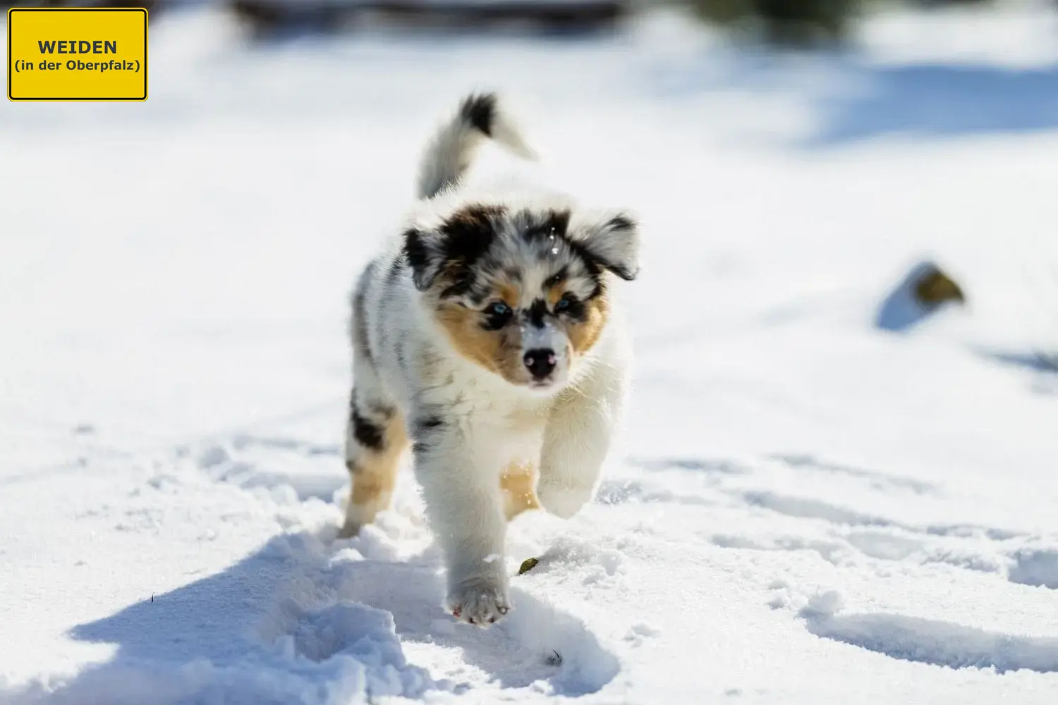 Australian Shepherd Welpen und Züchter Weiden in der Oberpfalz Hier findest Du Australian Shepherds Züchter in Weiden in der Oberpfalz.