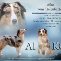 Australian Shepherd Deckrüde Blue Merle