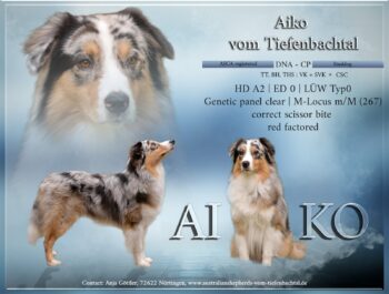 Australian Shepherd Deckrüde Blue Merle