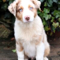 Australian Shepherd Welpe