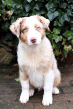 Australian Shepherd Welpe