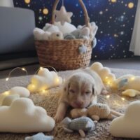 Australian Shepherd Welpen mit FCI/ÖKV Papiere