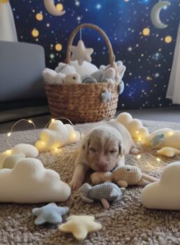 Australian Shepherd Welpen mit FCI/ÖKV Papiere