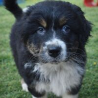 ASCA Australian Shepherd Welpen