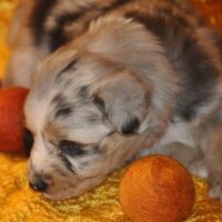 Australian Shephert Welpen warten auf ihre liebevollen Menschen