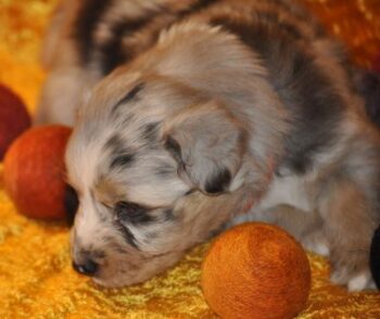 Australian Shephert Welpen warten auf ihre liebevollen Menschen