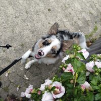 Einjähriger Aussie sucht erfahrenen Halter