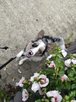 Einjähriger Aussie sucht erfahrenen Halter