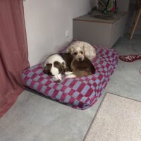 Mide Aussie Hündin (1,5 Jahre) red tri, blaue augen